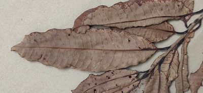 Nothopegia castaneifolia, photographed by T R Shankar Raman