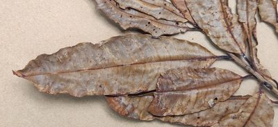 Nothopegia castaneifolia, photographed by T R Shankar Raman