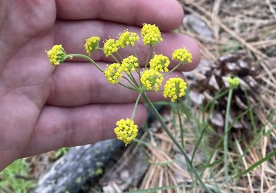 Lomatium triternatum, photographed by Cole Wolf