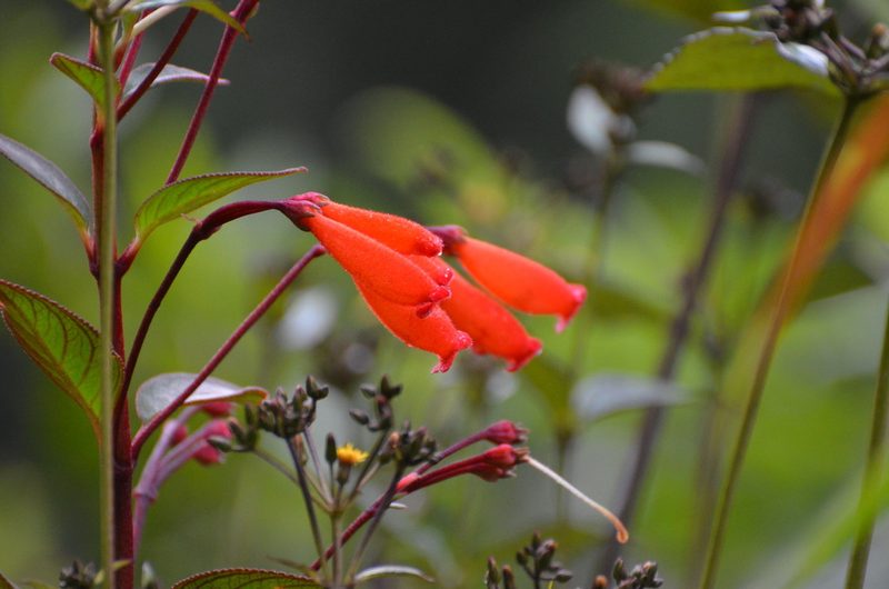 Kohleria trianae, photographed by Jay Pruett