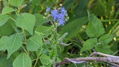 Conoclinium coelestinum, photographed by Joseph Aubert
