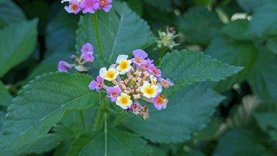 Lantana strigocamara