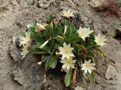 Lewisia tweedyi, photographed by Nolan Exe