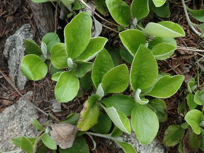 Antennaria racemosa, photographed by Nolan Exe