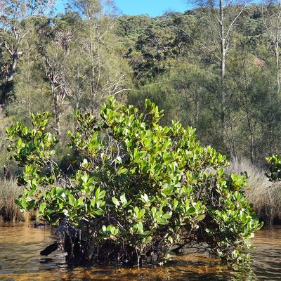 Aegiceras corniculatum, photographed by ronavery