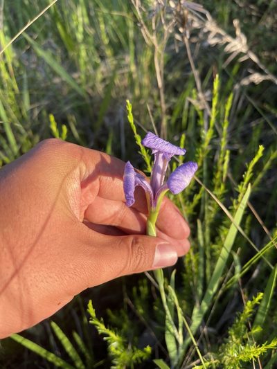 Iris tridentata, photographed by Brandon Corder