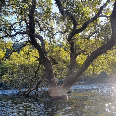 Avicennia marina, photographed by ronavery