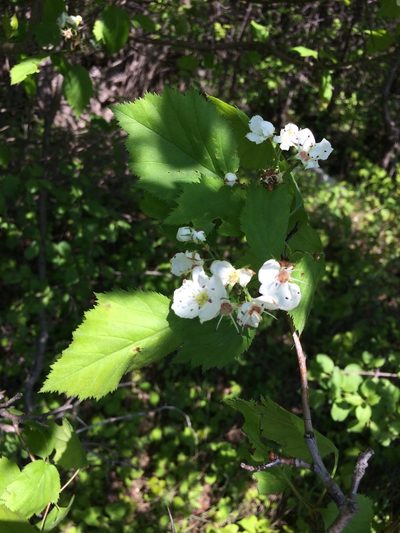 Crataegus holmesiana, photographed by Étienne Lacroix-Carignan