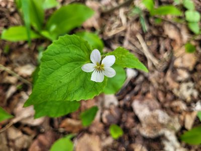 Viola canadensis, photographed by Lauren Bosch