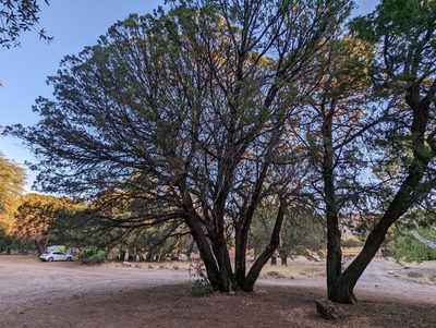 Juniperus deppeana, photographed by Rachel Stringham