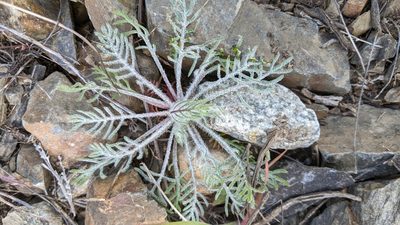 Chaenactis douglasii, photographed by Ben Keen
