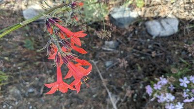Ipomopsis aggregata, photographed by Ben Keen