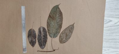 Ficus tsjakela, photographed by T R Shankar Raman