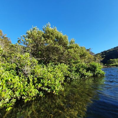 Aegiceras corniculatum, photographed by ronavery