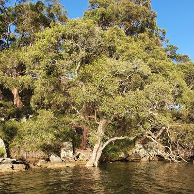 Avicennia marina, photographed by ronavery
