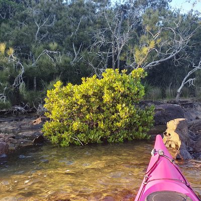 Aegiceras corniculatum, photographed by ronavery