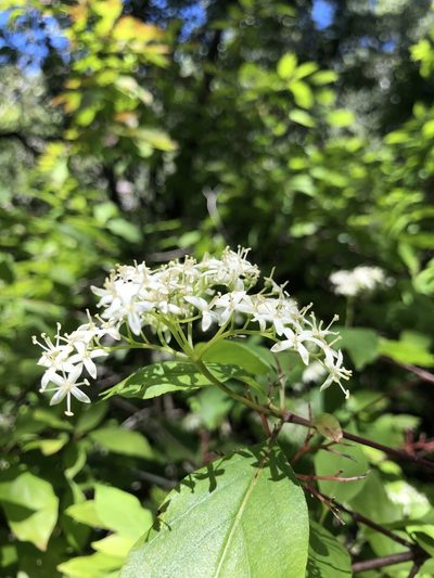 Cornus glabrata, photographed by Nina