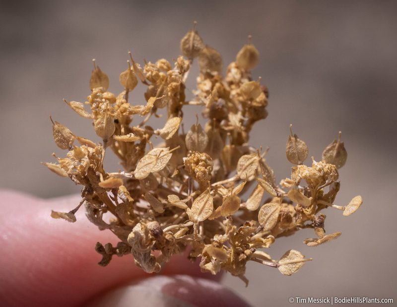 Lepidium flavum, photographed by Tim Messick