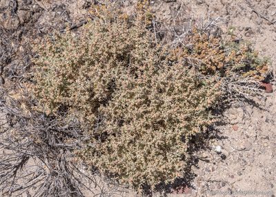 Atriplex confertifolia, photographed by Tim Messick