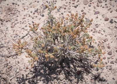 Picrothamnus desertorum, photographed by Tim Messick
