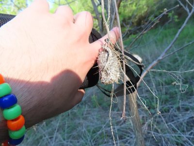 Echinocystis lobata, photographed by Eric Schmidt