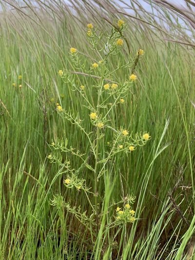 Rorippa curvisiliqua, photographed by Kate Manning