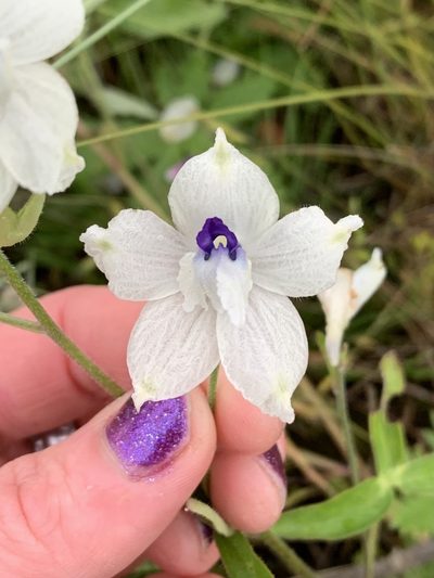 Delphinium pavonaceum, photographed by Kate Manning