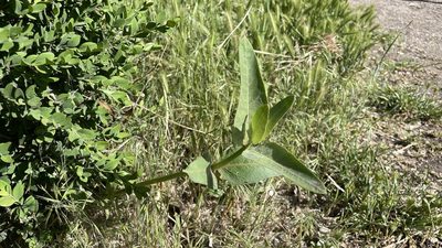 Asclepias speciosa, photographed by Brad Grimm