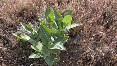 Asclepias speciosa, photographed by Brad Grimm