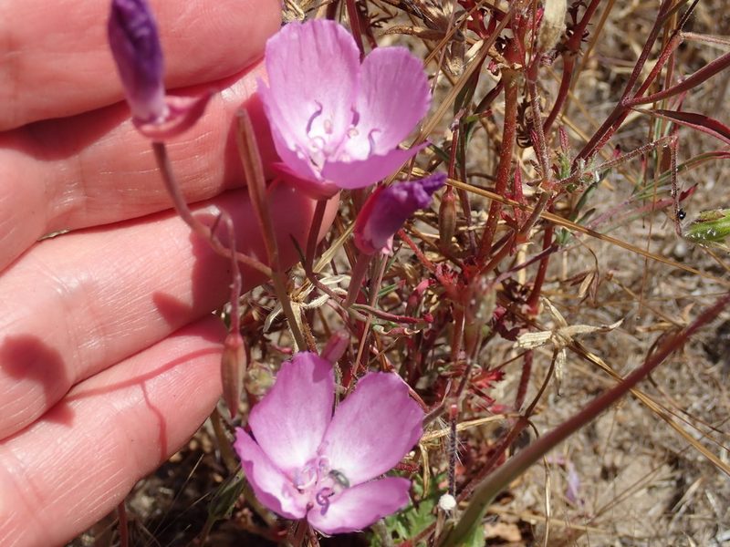 Clarkia lewisii, photographed by Henrik Kibak