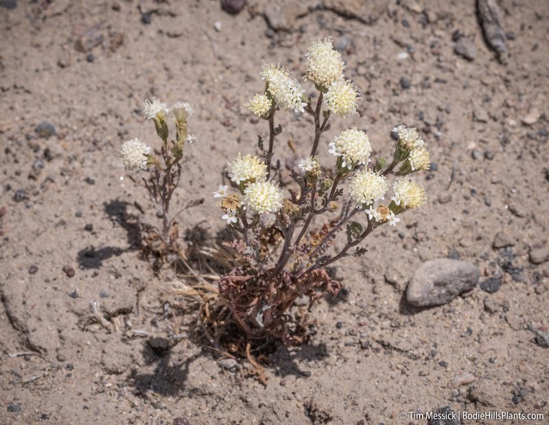 Chaenactis stevioides, photographed by Tim Messick