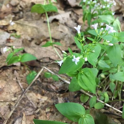 Houstonia purpurea, photographed by sarahalder