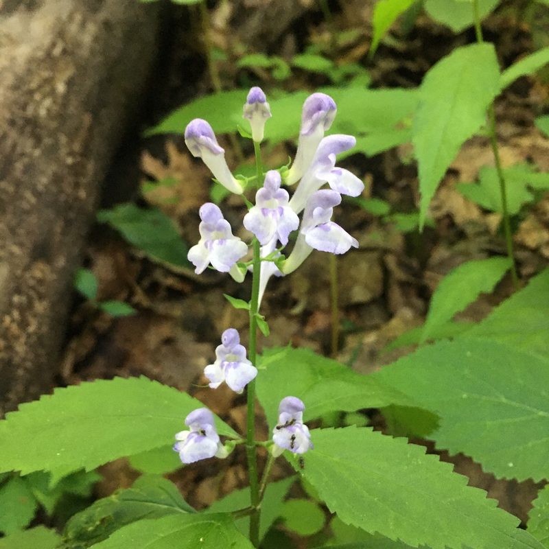 Scutellaria serrata, photographed by sarahalder