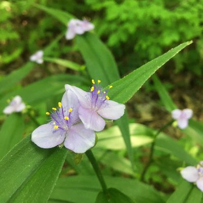 Tradescantia subaspera, photographed by sarahalder