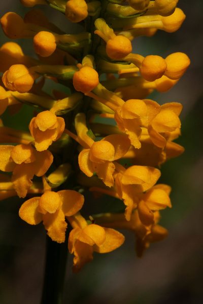Platanthera integra, photographed by Cindy Bell