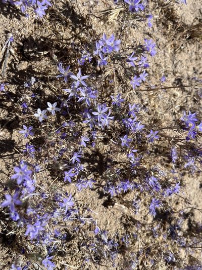 Eriastrum pluriflorum, photographed by russnamitz