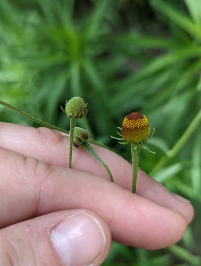 Helenium thurberi, photographed by Rachel Stringham