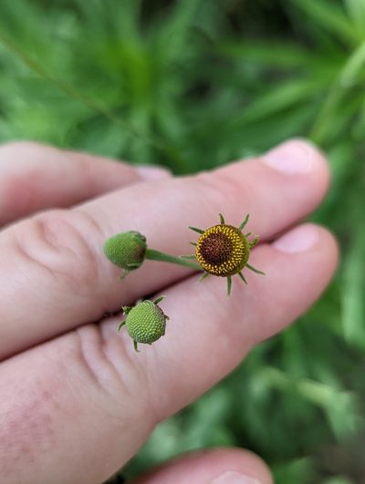 Helenium thurberi, photographed by Rachel Stringham