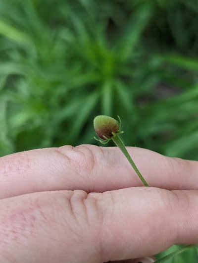 Helenium thurberi, photographed by Rachel Stringham