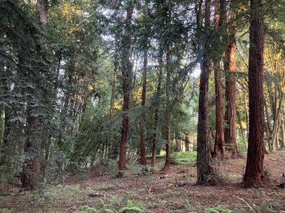 Sequoia sempervirens, photographed by rebecca bachman