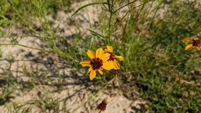 Coreopsis tinctoria, photographed by Joseph Aubert