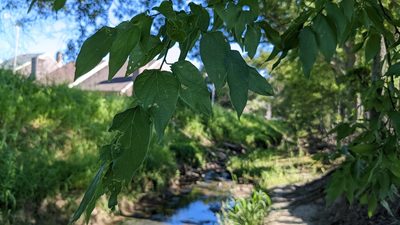 Celtis laevigata, photographed by Joseph Aubert