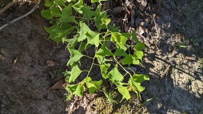 Triadica sebifera, photographed by Joseph Aubert