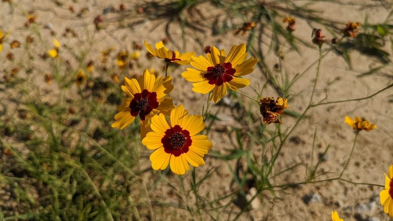 Coreopsis tinctoria, photographed by Joseph Aubert