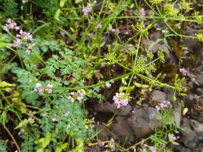 Lomatium martindalei, photographed by Ken-ichi Ueda