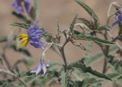 Solanum elaeagnifolium, photographed by Robert Webster