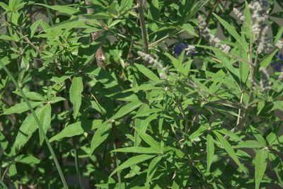 Vitex agnus-castus, photographed by Robert Webster