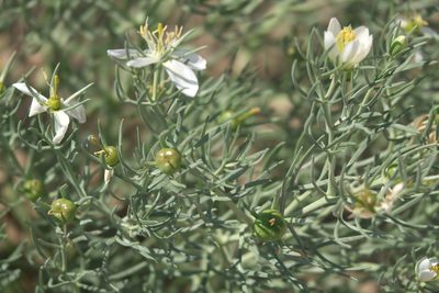 Peganum harmala, photographed by Robert Webster