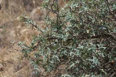 Berberis trifoliolata, photographed by Robert Webster
