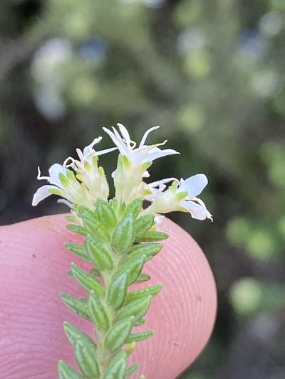 Agathosma elegans, photographed by Dave U